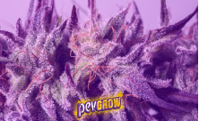 Purple / Violettes Cannabis
