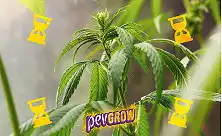 Iseõitsevad Sativa seemned