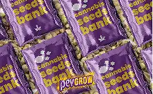 Премиум семена за марихуана – Най-добрата генетика за вашето отглеждане