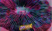 Fleinsopp: Dyrkingssett, trøflar og sporar