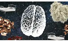 Álomfüvek tudatos álmodáshoz