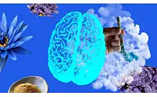 Голубой лотос