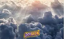 Насіння Бубба