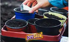 Frø til grønsakshage