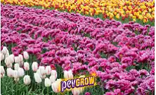 Насіння ароматичних рослин