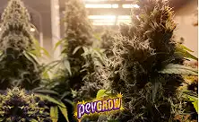 Cannabis Samen Indoor