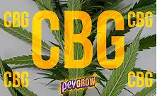 Llavors CBG