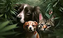 CBD para Animais