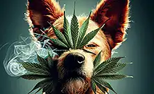 CBD para cans