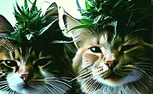 CBD för katter