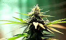 Konopí bez THC