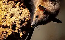 Λίπασμα Bat Guano (Κοπριά Νυχτερίδας)