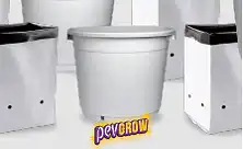 Бели саксии за отглеждане