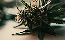 Premium CBD cvetovi