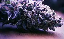 Premium CBD cvetovi