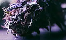 CBD-цветы для выращивания в помещении