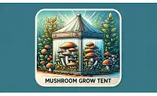 Mushroom Growbox