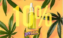 Olejek CBD 10%