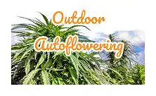 Utandørs autoflower-frø