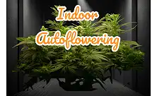 Innandørs autoflower-frø