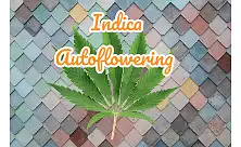 Cannabis indica autoflowering