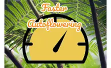 Ātrākās Autoflower sēklas