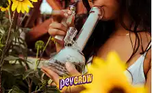 Bongs com Percolador