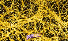 Mycorhizes pour Cannabis