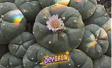 Peyote Lophophora