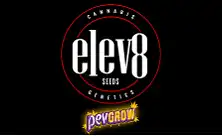 Elev8 Seeds: Preisgekrönte feminisierte Samen