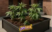 Urban Gardening