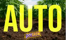 Grond voor autoflowers