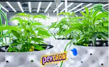 Hydroponic Grow Kit