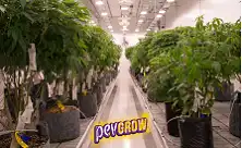 Hydroponic Nutrients