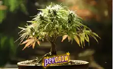 Γλάστρες Bonsai