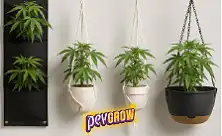 Ghivece suspendate pentru Cannabis și Plante