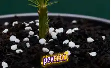 Perlite para Plantas e Misturas de Substrato