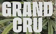 Comprar Grand Cru Genetics | Semillas de Cannabis Premium Elite