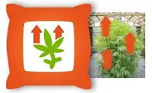 Fertilizantes de Crecemento para Cannabis