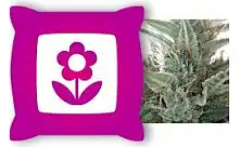 Fertilizantes para a Floración para unha Produción Máxima de Cogomolos