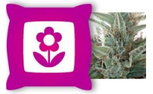 Floraison