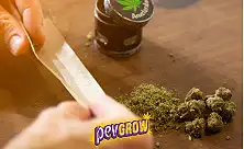 Headshop & Rökrutiner