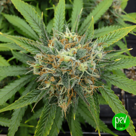 Zaza Strain - Buy Feminized Seeds at Pevgrow