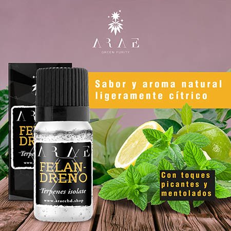 A-Felandreno ARAE sabor y aroma