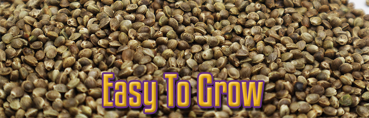 easy-to-grow easy-to-grow