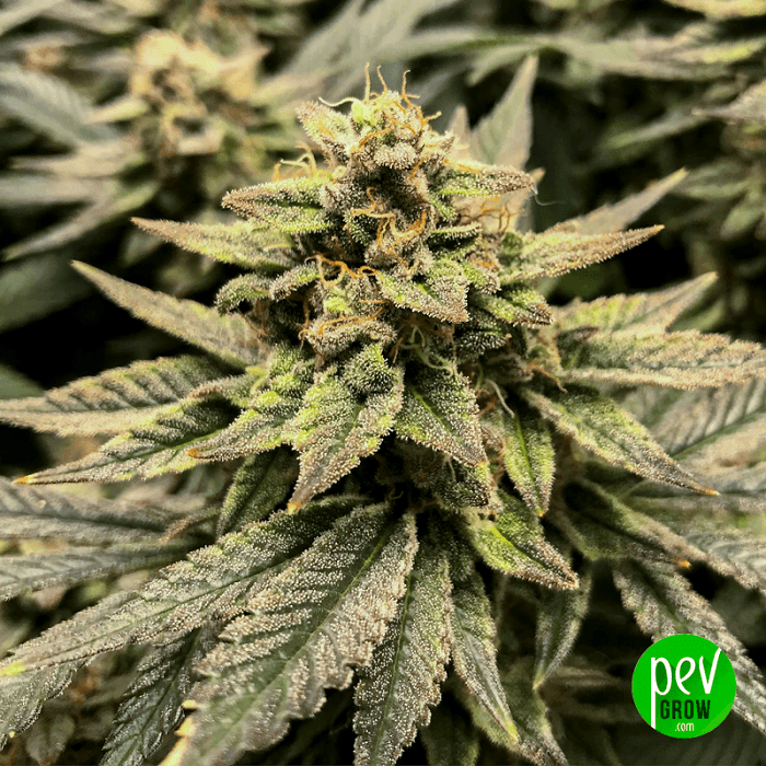 Girl Scout Cookies CBD Spanish Seeds