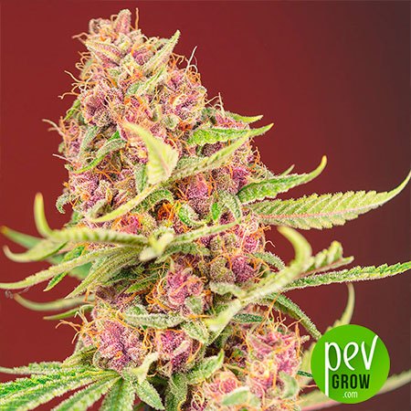 Tropicanna Poison F1 Fast Version Sweet Seeds