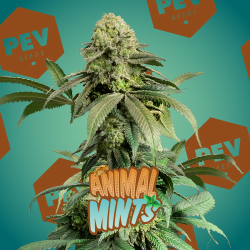 animal mints strain back forty