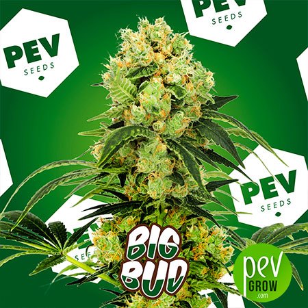 Big Bud PEV Bank Seeds