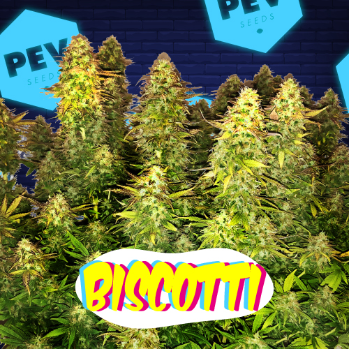 Biscotti PEV Bank Seeds
